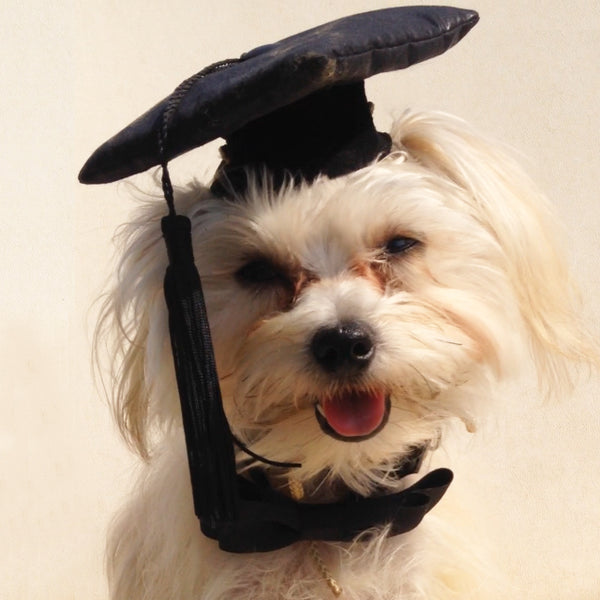 Pet Dog Graduation Cap