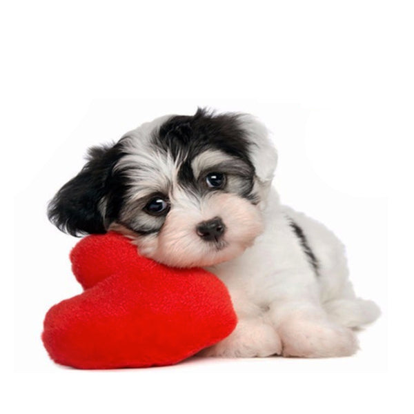 Romantic Red Heart Small Dog Toy