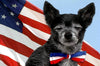 Red, White & Blue Dog Bowtie Collar, , Collar, Small Dog Mall, Small Dog Mall - Good things for little dogs.  - 2