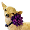 Statement Flower Collar Accessory for Dogs or Cats