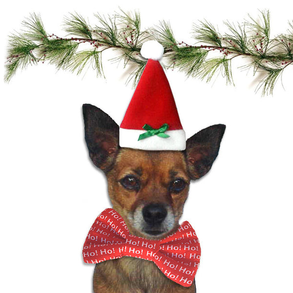 Christmas Santa Hat for Dogs, , Christmas, Small Dog Mall, Small Dog Mall - Good things for little dogs.  - 2